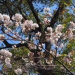 満開の桜のトンネルを探してみませんか