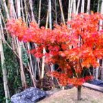 やっと色づき始めました