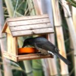 Bird Feeder　Vol.5