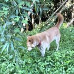 ちゃちゃ丸･･･ビビリ ？