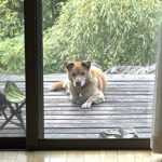 ちゃちゃ丸 は みた!!