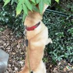 ちゃちゃ丸 は みた ３