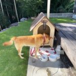 ちゃちゃ丸 お引越し