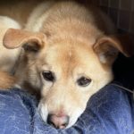 ネバーエンディングストーリー