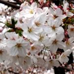 桜…八分咲き!!