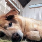 ダイエットぉ～