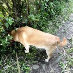 だいえっとぉ～