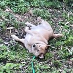 すいんぐぅ すいんぐぅ 🎵