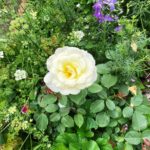 ひろかわバラ園に行っちきたぁ～