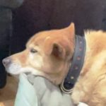 節分だっ　ワン!!