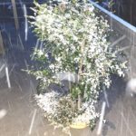 大寒波の総選挙