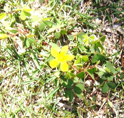 新緑のイロハモミジも…